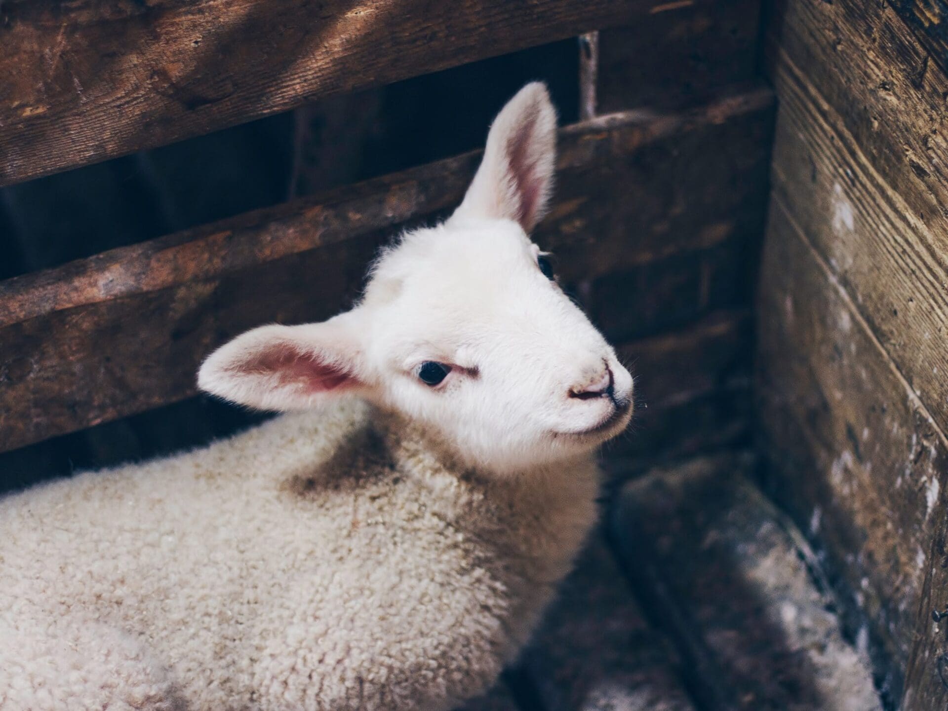 EsPaja | ¿El llamado \, image size:1920x1441